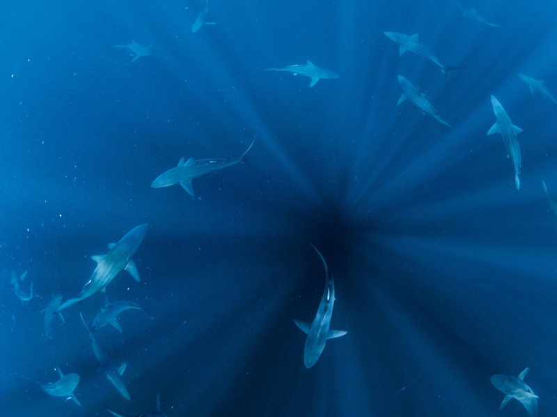 Discover the Excitement of Admiral Shark Casino in the UK and Beyond, admiral shark